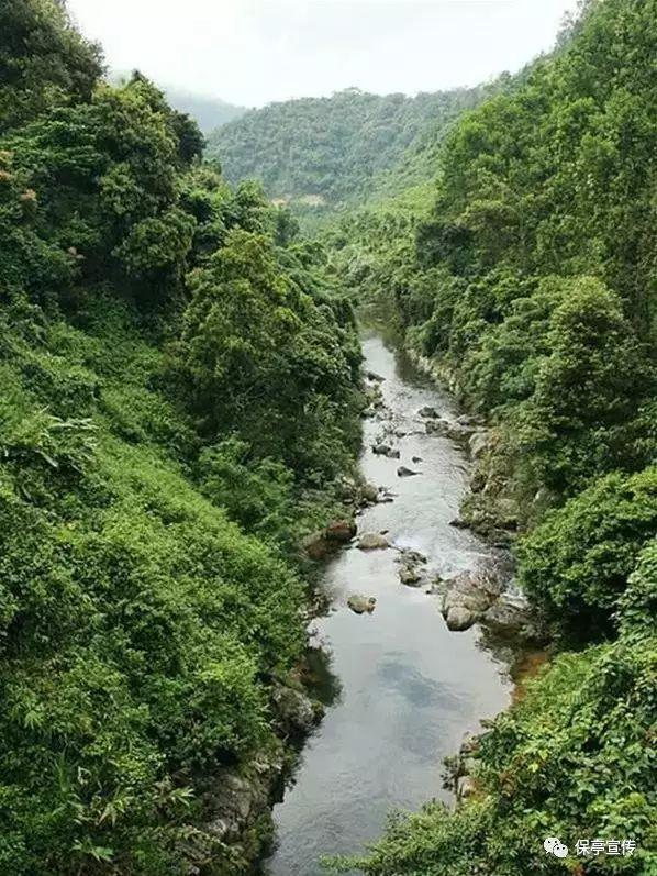 白孔雀救援